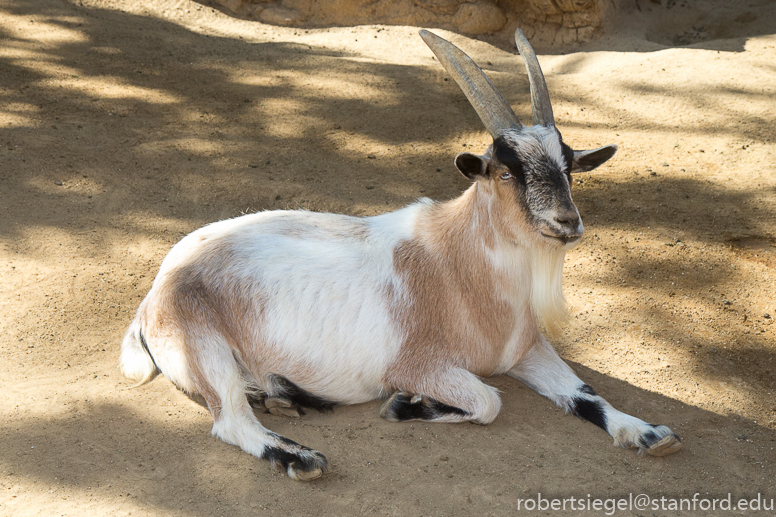 goat at happy hollow